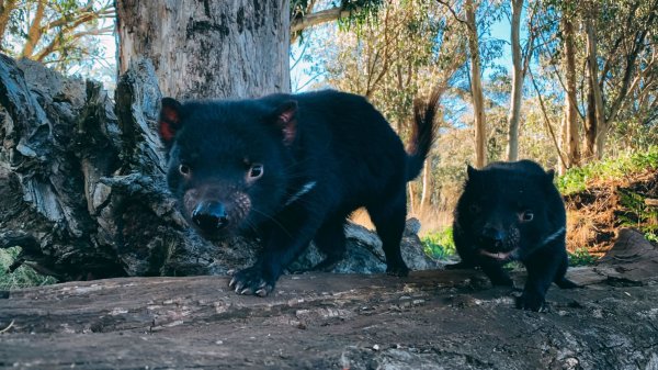 After 3,000 years, Tasmanian devils are returning to Australian mainland